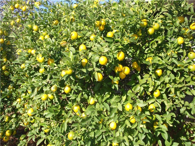 limuni